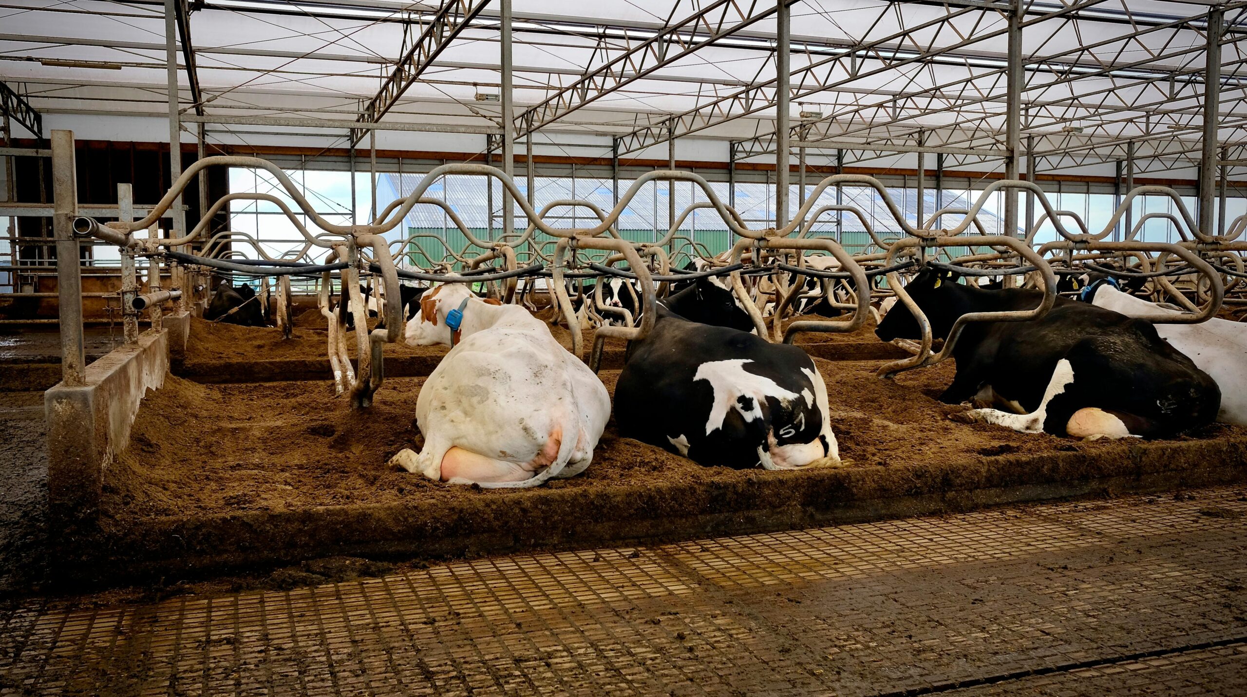 Home Comfortable dairy cows resting in a spacious indoor barn with metal structures.