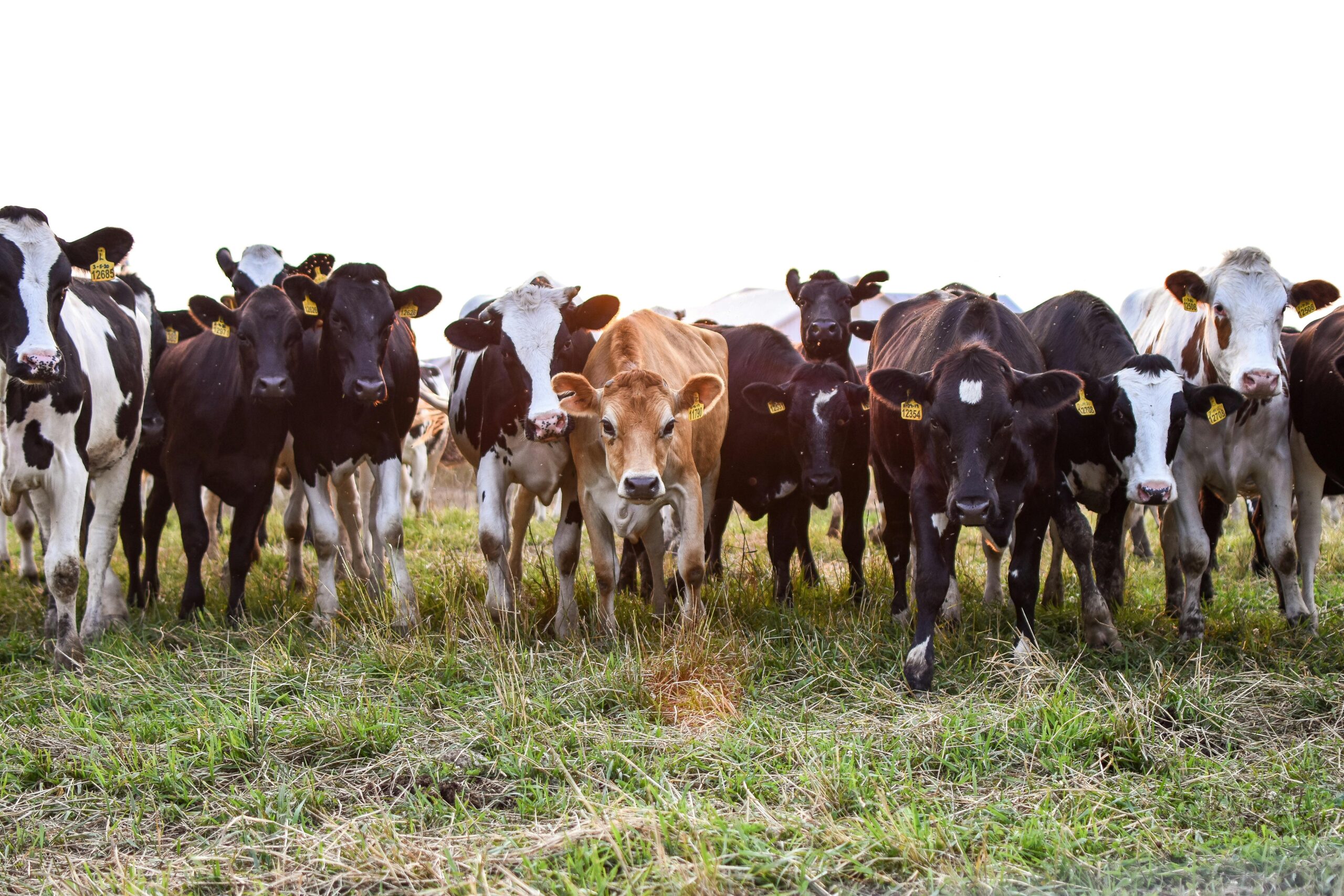 A diverse herd of cows grazing in an open pasture, showcasing rural life.